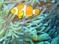 960px-Common clownfish.jpg